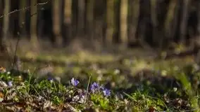 Mamerki i okolice pod koniec marca 2020 - zdjęcie 9