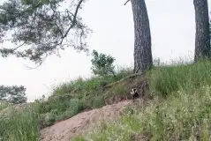 Borsuki na zdjęciach Jana Olchówki - zdjęcie 34