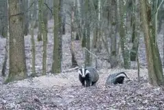 Borsuki na zdjęciach Jana Olchówki - zdjęcie 25