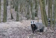 Borsuki na zdjęciach Jana Olchówki - zdjęcie 22