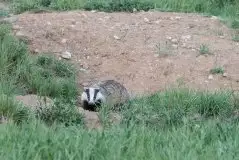 Borsuki na zdjęciach Jana Olchówki - zdjęcie 17