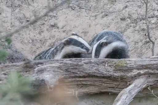Borsuki na zdjęciach Jana Olchówki - zdjęcie 11