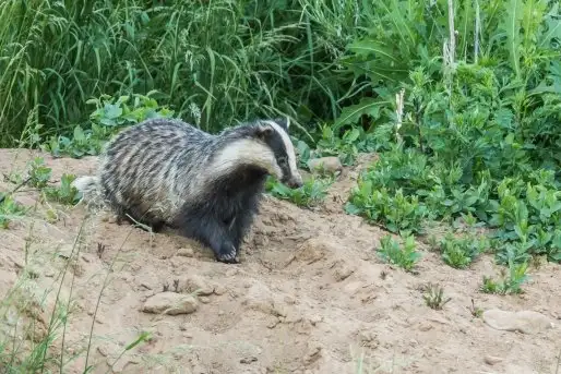 Borsuki na zdjęciach Jana Olchówki - zdjęcie 6