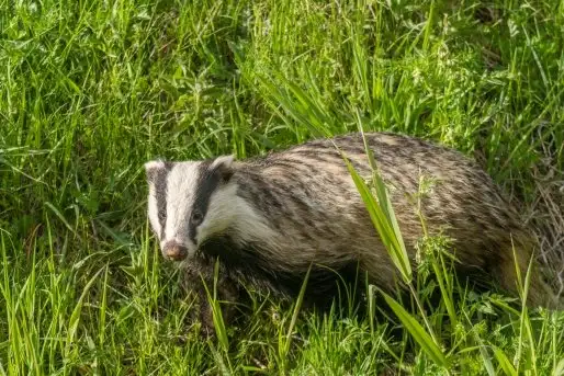 Borsuki na zdjęciach Jana Olchówki - zdjęcie 1