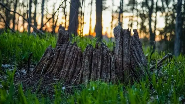Wiosna w lesie miejskim w Giżycku pod koniec kwietnia - zdjęcie 2