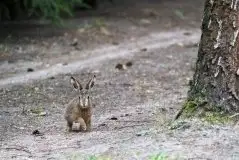 Zdjęcia: Mazurska wiosna na zdjęciach Janka Olchówki - zdjęcie 3