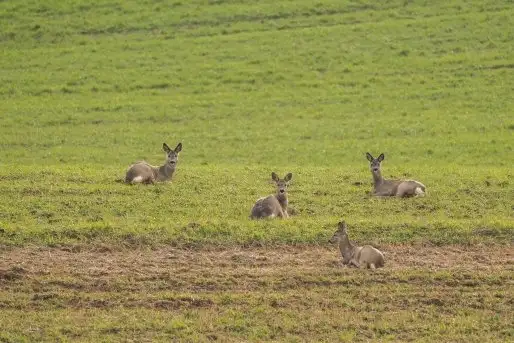 Zdjęcia: Mazurska wiosna na zdjęciach Janka Olchówki - zdjęcie 2