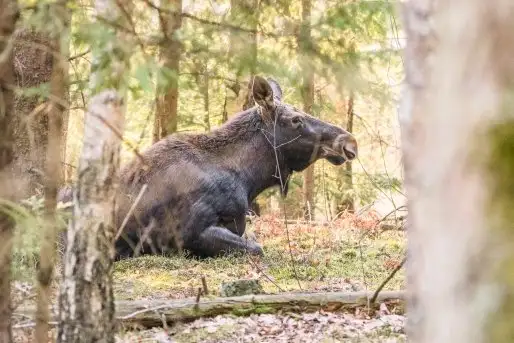 Zdjęcia: Mazurska wiosna na zdjęciach Janka Olchówki - zdjęcie 10