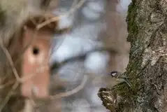 Zdjęcia: Mazurska wiosna na zdjęciach Janka Olchówki - zdjęcie 22