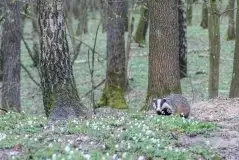 Zdjęcia: Mazurska wiosna na zdjęciach Janka Olchówki - zdjęcie 32