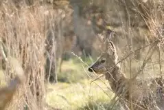 Zdjęcia: Mazurska wiosna na zdjęciach Janka Olchówki - zdjęcie 21