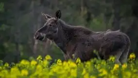 Mazurska i wiosenna flora i fauna na zdjęciach Staszka Sielewicza - zdjęcie 13