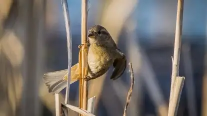 Mazurska i wiosenna flora i fauna na zdjęciach Staszka Sielewicza