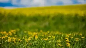 Mazurskie pola rzepaku na początku maja 2020 r. - zdjęcie 9