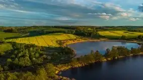 Złoto w kolorach słońca i rzepaku, maj 2020.r - zdjęcie 16