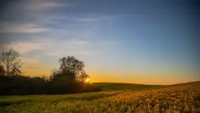 Złoto w kolorach słońca i rzepaku, maj 2020.r - zdjęcie 7