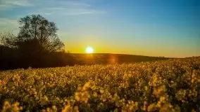 Złoto w kolorach słońca i rzepaku, maj 2020.r - zdjęcie 37