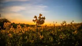 Złoto w kolorach słońca i rzepaku, maj 2020.r - zdjęcie 24