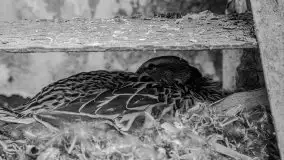 Niemy świadek mazurskich jezior spoczywa koło Rynu - zdjęcie 29