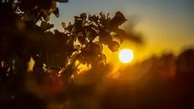 Zachód słońca widoczny z Grodzisko Święta Góra - zdjęcie 15