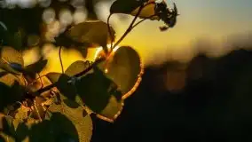 Zachód słońca widoczny z Grodzisko Święta Góra - zdjęcie 3