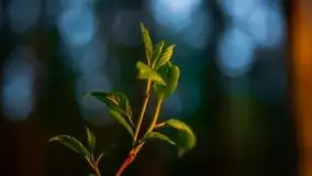 Kolejny raz magia zachodu słońca, okolice jez. Jagodne - zdjęcie 38