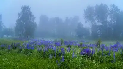 Mazurski poranek we mgle