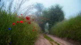 Mazurski poranek we mgle - zdjęcie 14