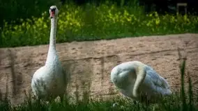 Czerwcowe Mazury na zdjęciach Stanisława Sielewicza - zdjęcie 15