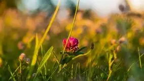 Zachód słońca, plaża Bogacko, jezioro Dejguny - zdjęcie 31