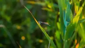 Zachód Słońca nad kanałem Jeglińskim - zdjęcie 32