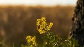 Zachody słońca na Mazurach, lipiec 2020 - zdjęcie 40