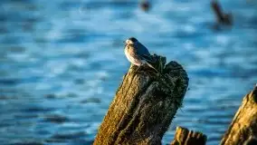 Lipcowe Mazury według Staszka Sielewicza - zdjęcie 15