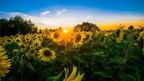 Mazurskie słońce i... słoneczniki, sierpień 2020 r. - zdjęcie 2