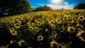 Mazurskie słońce i... słoneczniki, sierpień 2020 r. - zdjęcie 9