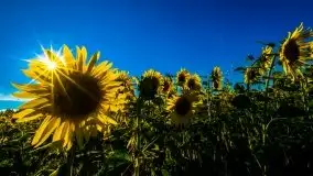 Mazurskie słońce i... słoneczniki, sierpień 2020 r. - zdjęcie 11