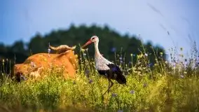 Piękno letnich, sierpniowych Mazur - zdjęcie 16