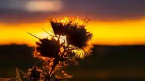 Zachód Słońca przy miejscowości Sterławki, sierpień 2020 r. - zdjęcie 33