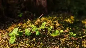 Zachód słońca nad jeziorem Dargin - zdjęcie 10