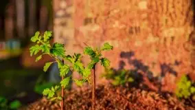 Zachód słońca nad jeziorem Dargin - zdjęcie 63