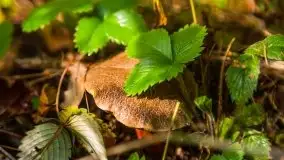 Mazurski las... i grzyby, początek września 2020 r. - zdjęcie 3