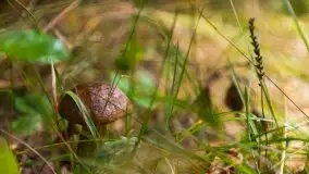 Mazurski las... i grzyby, początek września 2020 r. - zdjęcie 4