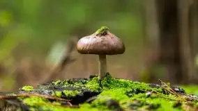 Mazurski las... i grzyby, początek września 2020 r. - zdjęcie 14