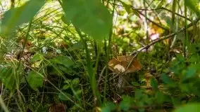 Mazurski las... i grzyby, początek września 2020 r. - zdjęcie 24