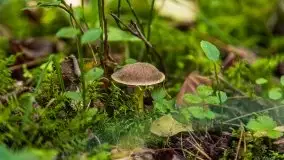 Mazurski las... i grzyby, początek września 2020 r. - zdjęcie 38