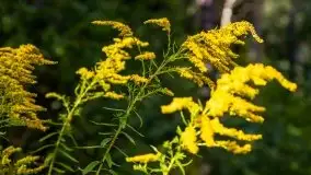 Mazurski las... i grzyby, początek września 2020 r. - zdjęcie 31