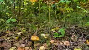 Mazurski las... i grzyby, początek września 2020 r. - zdjęcie 44