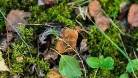 Mazurski las... i grzyby, początek września 2020 r. - zdjęcie 53