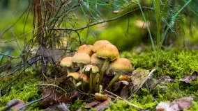 Mazurski las... i grzyby, początek września 2020 r. - zdjęcie 62