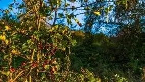 Zachód słońca widziany w zaroślach nad Niegocinem - zdjęcie 9